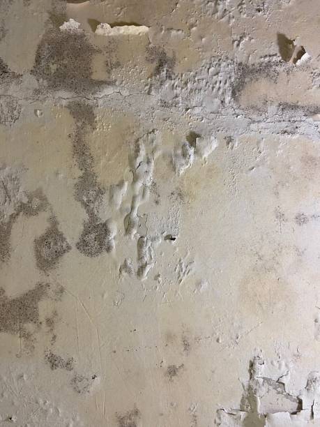  Mino Tassajara, CA Mold Removal Pros