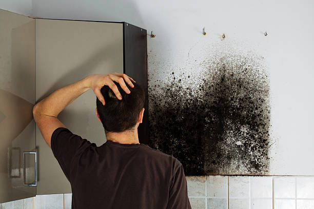 Best Mold Testing and Inspection Services in Mino Tassajara, CA
