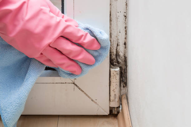 Professional Mold Remediation in Camino Tassajara, CA