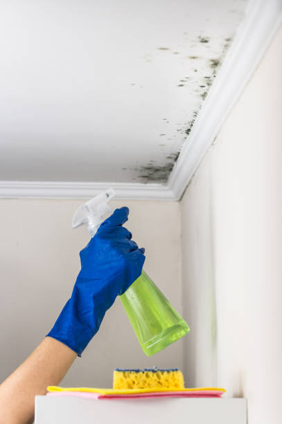 Best Residential Mold Remediation in Mino Tassajara, CA